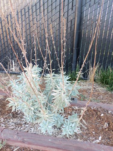 white sage